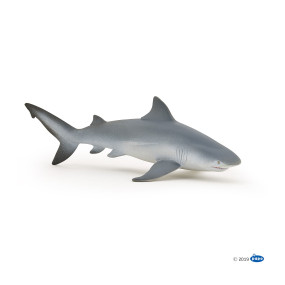 Requin bouledogue