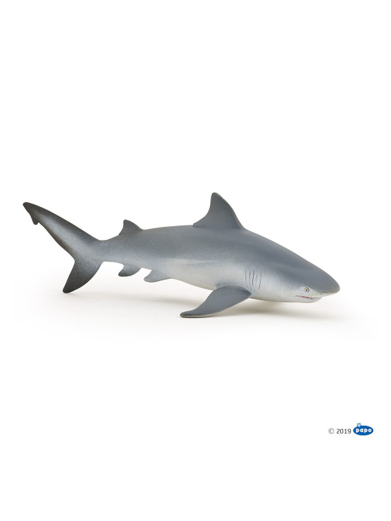 Requin bouledogue