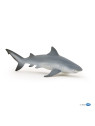 Requin bouledogue