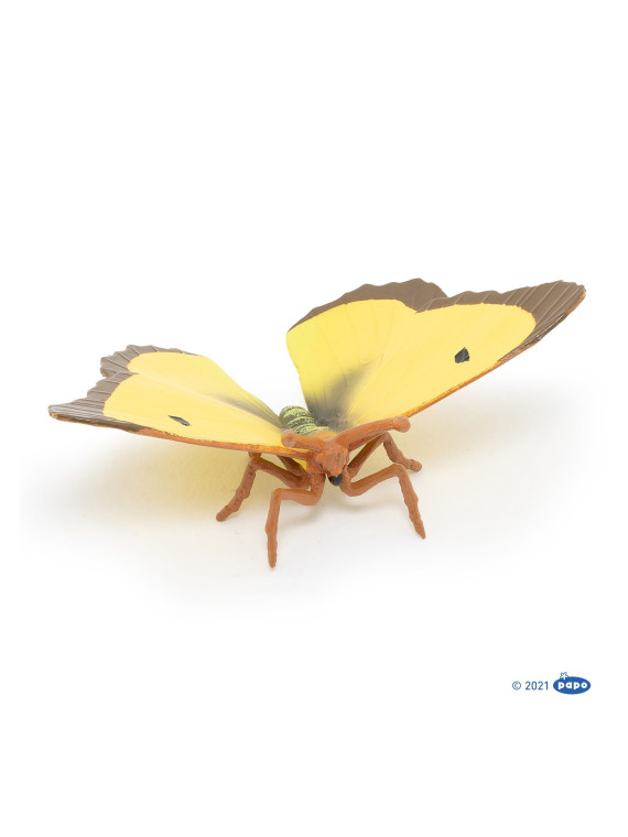 Papillon Souci