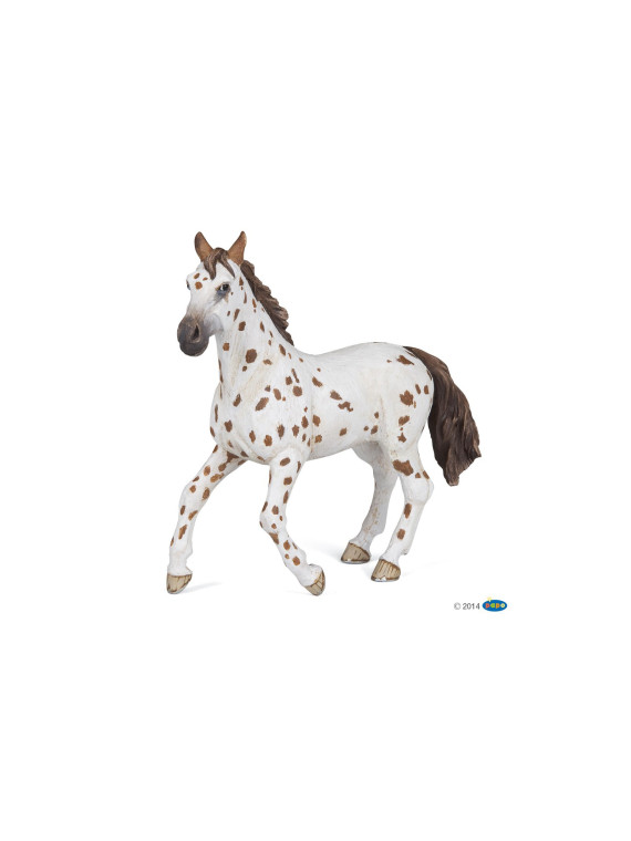 Jument appaloosa brune