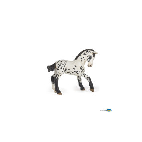Poulain appaloosa brun