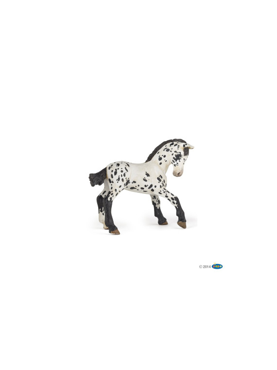 Poulain appaloosa brun