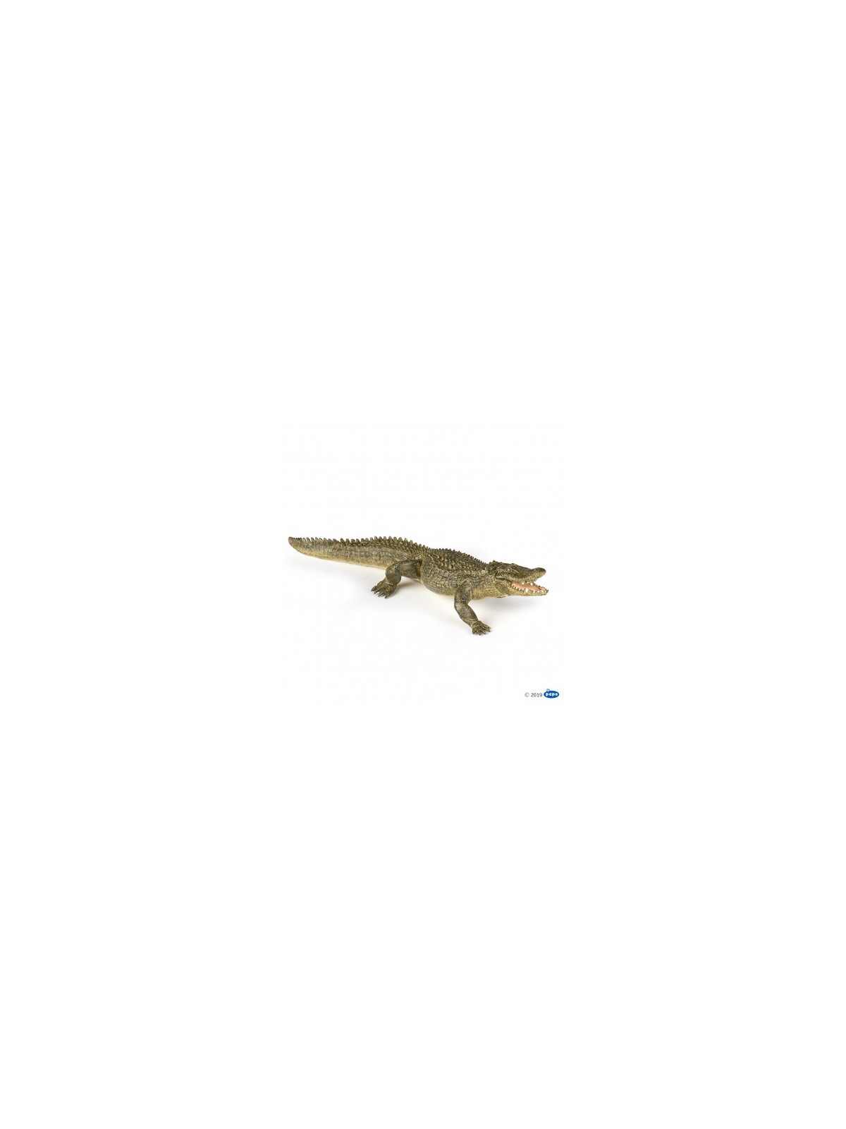 Alligator