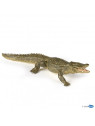 Alligator