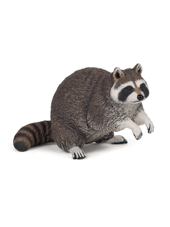 Raton laveur