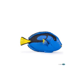 Poisson chirurgien