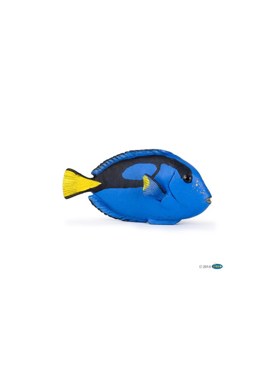 Poisson chirurgien