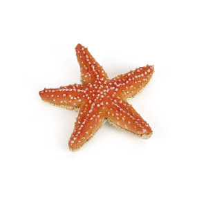 Etoile de mer
