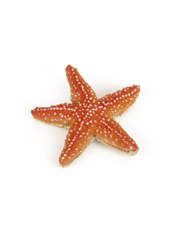 Etoile de mer
