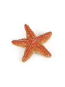 Etoile de mer