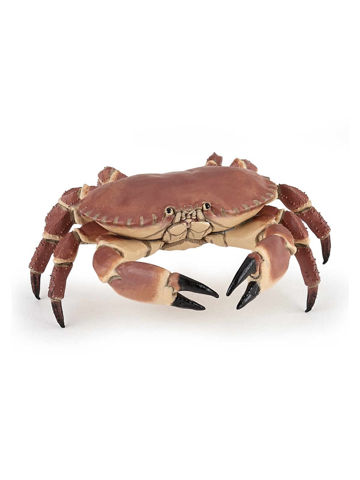 Crabe