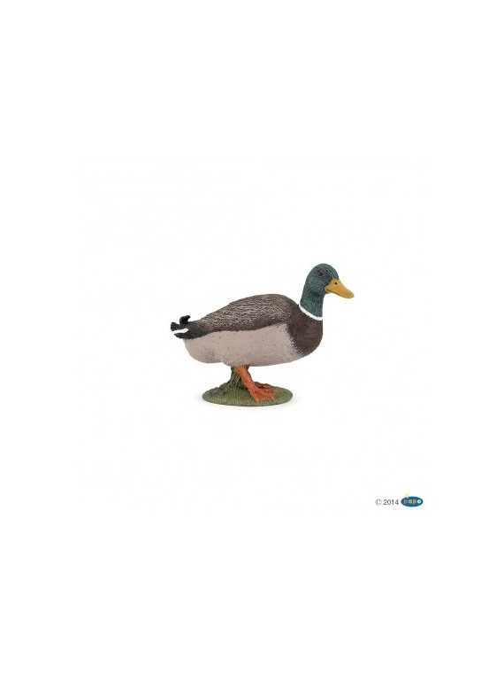 Canard colvert