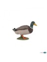 Canard colvert