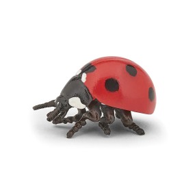 Coccinelle