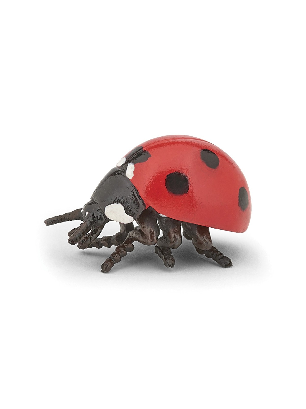 Coccinelle