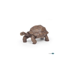 Tortur des galapagos