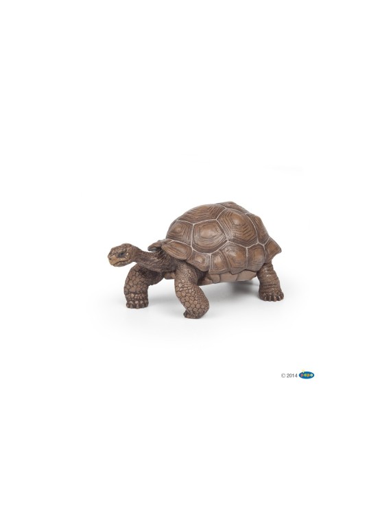 Tortur des galapagos