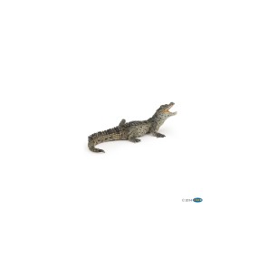 Bebe crocodile