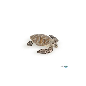 Tortue caouanne