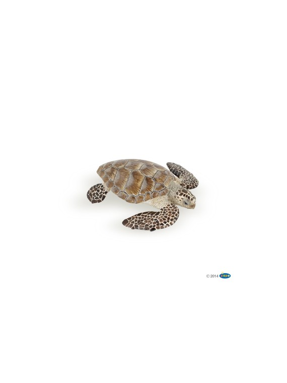 Tortue caouanne